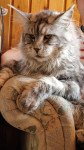 MAINE COON MLADIČKI Z RODOVNIKOM