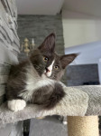 Maine Coon mladički z rodovnikom