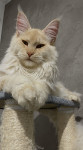 Maine Coon rodovniški samec - ZA PARITEV