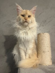 Maine Coon rodovniški samec - ZA PARITEV