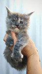 Maine coon