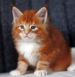 MAINE COON - XXL MLADIČKI