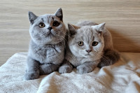 Mladič mladiček Britanska kratkodlaka mačka ( Britanka ) FIFe