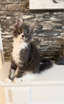Maine Coon z rodovnikom