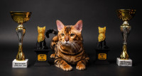 Prodajem bengalskog samca, bengalcat, bengalka, FIFe pedigree