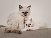 Sveta birmanska mačka