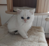 Zlata kratkodlaka britanka