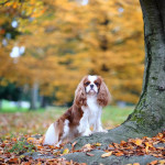 Cavalier King Charles spaniel - samček za paritev, parjenje (kavalir)