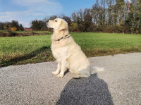 zlati prinašalec z vzrejnim dov. išče primerne psičke za paritev