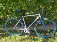 Cygnus kolo