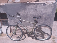 kolo Giant Cypress LX