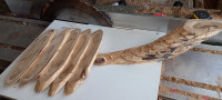 Les akacije, suh, 14 do 30x9x1,1 cm