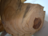 Les bor, nenavadno izrasla veja, 30, 20x10 cm, cena 5 euro