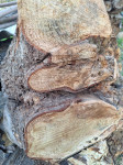 Štor lesa lipa, dimenzije premer cca 130 višina cca 90 cm, cena 120 eu