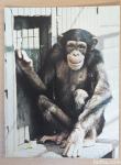 Šimpanz Živalski vrt Ljubljana nepotovana razglednica