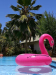 Flamingo obroč Giant zelo velik