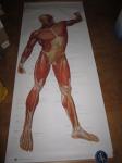 Dva plakata človeške mišice 195cm x 84cm anatomija