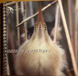 Šalaja et al.: Oaza na pragu Kopra