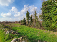 Istra - Višnjan, zemljišče ob oljčnem nasadu