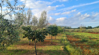 Kaštelir: Kombinacija, zazidljivo zemljišče in oljčni nasad