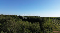 Kmetijsko zemljišče Kaštelir, Kaštelir-Labinci, 32.620m2