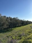 Korte nad Izolo, Prodamo oljčni nasad / kmetijsko zemljišče 3528 m2