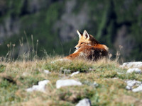 Kupim bivalno hišo na severno primorskem, notranjskem