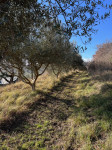 Oljčnik v Gažonu velikosti 4078 m2