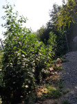 Oresje nad sevnico podgorica, 4870 m2