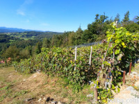 Posest-Vinograd, Jugovzhodna Slovenija, Žužemberk,