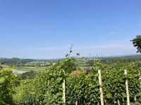 Prodaja se parcela, vinograd (1404 m2) v Gazicah, Brežice