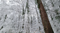 Ruše