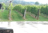 Vinograd, 3000 m2