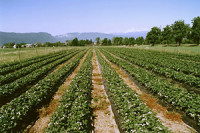 Zalog, 300 m2 VRT VRTIČKI ODDAMO