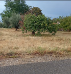 Zazidljivo zemljišče Plovanija, Buje, 800m2