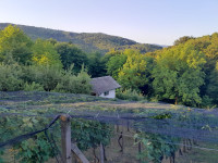 Zidanica z vinogradom in sadovnjakom