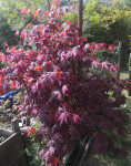 Acer palmatum atropurpureum, japonski javor