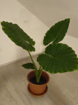 Adam (Alocasia odora), mini Adam GRATIS!