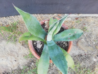 AGAVA