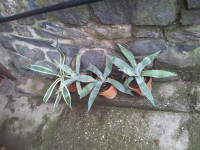 Agava