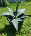 Agava, zunanja rastlina