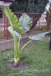Alocasia macrorhiza - adam - adamov list
