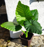 Alokazija, alocasia, adam