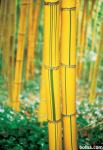 bambus Phyllostachys viridis 'Sulfurea'