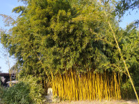 Bambus - različne vrste Phyllostachys, Hibanobambusa, Pseudosasa