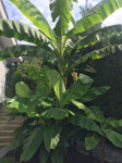 Bananovci, banana, bananovec