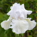 Bela bradata perunika / iris 'Skating Party', rizomi