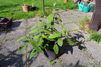 Brogovita (grbavolistna) - Viburnum rhytidophyllum