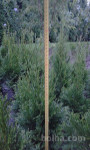 Ciprese Thuja Smeragd