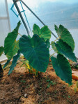 Colocasia, kolokazija, taro, slonje uho (NI adam)